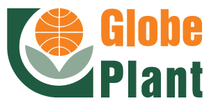 Globe Plant