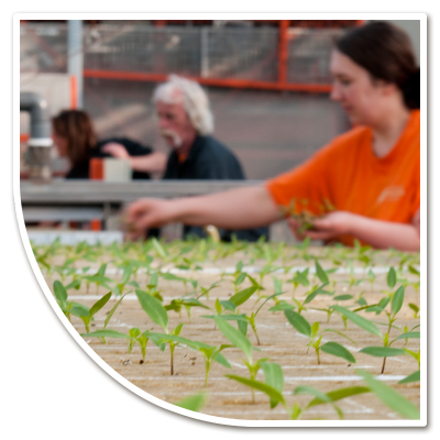 Oppotten van paprika's, één van onze producten