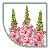 Antirrhinum